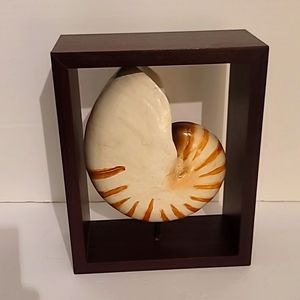 Nautilus Shell Wall Decor Framed